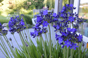 Agapanthus 'Maurice' (bladverliezend)