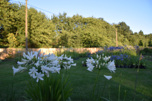 Agapanthus &#039;Cordoba&#039; (bladhoudend)