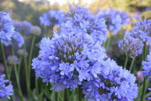 Agapanthus 'Rotterdam' (bladverliezend)