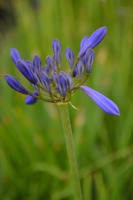 Agapanthus 'Conny'