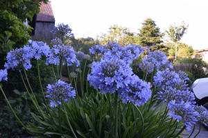 Agapanthus 'Rotterdam' (bladverliezend)