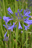 Agapanthus 'Conny'