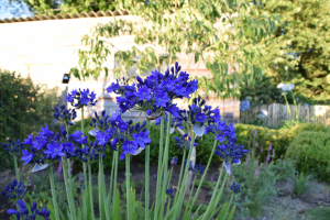 Agapanthus 'Maurice' (bladverliezend)