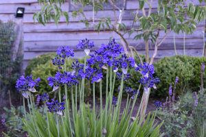 Agapanthus 'Maurice' (bladverliezend)