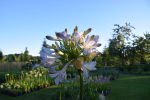 Agapanthus 'Phantom' (bladhoudend)