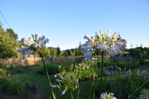 Agapanthus 'Phantom' (bladhoudend)