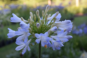 Agapanthus 'Phantom' (bladhoudend)