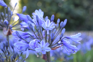 Agapanthus 'Bandung' (bladverliezend)