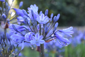 Agapanthus &#039;Bandung&#039; (à feuillage caduque)