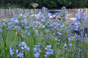 Agapanthus 'Aberdeen' (bladverliezend)