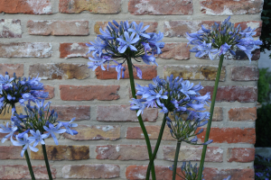 Agapanthus 'Paris' (bladverliezend)