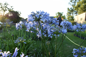 Agapanthus 'Paris' (bladverliezend)