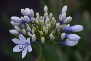 Agapanthus 'Twister ®' (bladverliezend)