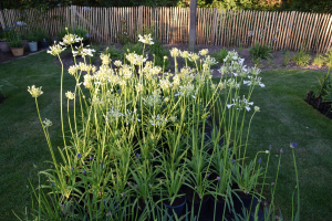 Agapanthus 'Polar ice' (bladverliezend)