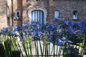 Agapanthus 'Aberdeen' (bladverliezend)