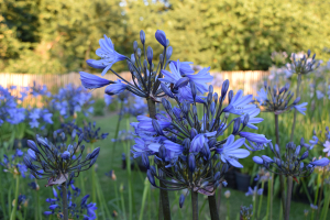 Agapanthus 'Bandung' (bladverliezend)