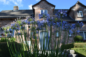 Agapanthus 'Aberdeen' (bladverliezend)