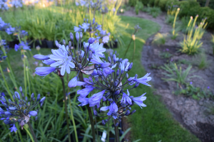 Agapanthus 'Bandung' (bladverliezend)