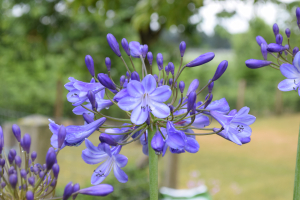 Agapanthus 'Jacaranda' (bladverliezend)