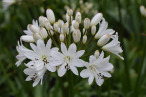 Agapanthus 'Lemon ice' (bladhoudend)