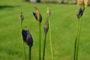 Agapanthus 'Delfts blauw'