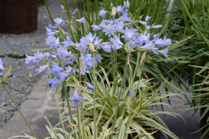 Agapanthus 'Golden drop ®'