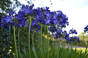 Agapanthus 'Maurice'