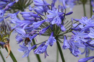 Agapanthus 'Dr. Brouwer'