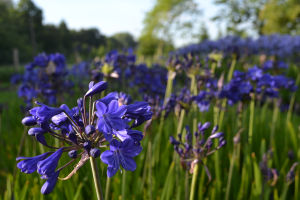 Agapanthus 'Maurice'