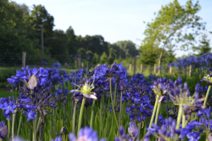 Agapanthus 'Maurice'