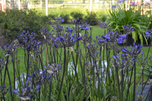 Agapanthus 'Oxford blue'