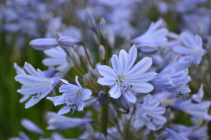 Agapanthus 'Aberdeen'