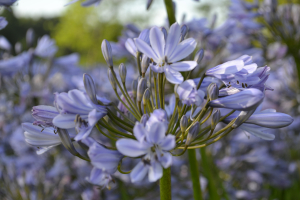 Agapanthus 'Aberdeen'