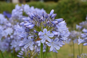 Agapanthus 'Rotterdam'