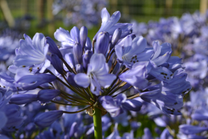 Agapanthus 'Innsbruck'