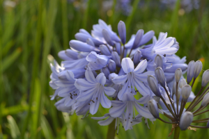 Agapanthus 'Rotterdam'