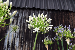 Agapanthus 'White heaven ®' (bladhoudend)