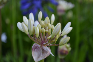 Agapanthus 'Malaga'