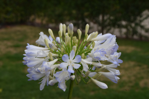 Agapanthus 'Phantom'