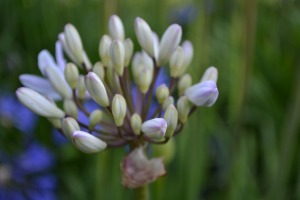 Agapanthus 'Malaga'