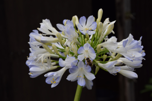 Agapanthus 'Phantom'