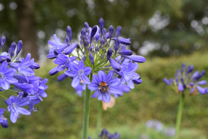 Agapanthus 'Veendam'