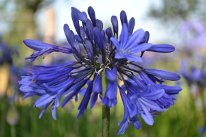 Agapanthus 'Midnight blue'