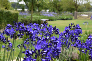 Agapanthus 'Maurice'