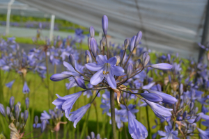 Agapanthus 'Stockholm'