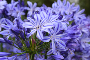 Agapanthus 'Marijke'