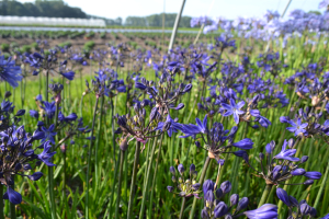 Agapanthus 'Oxford blue'