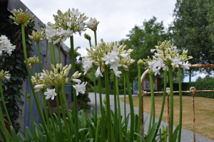 Agapanthus &#039;Malaga&#039; (à feuillage caduque)