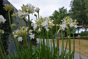 Agapanthus 'Malaga'