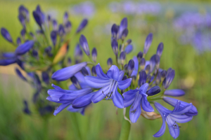 Agapanthus 'Carta'